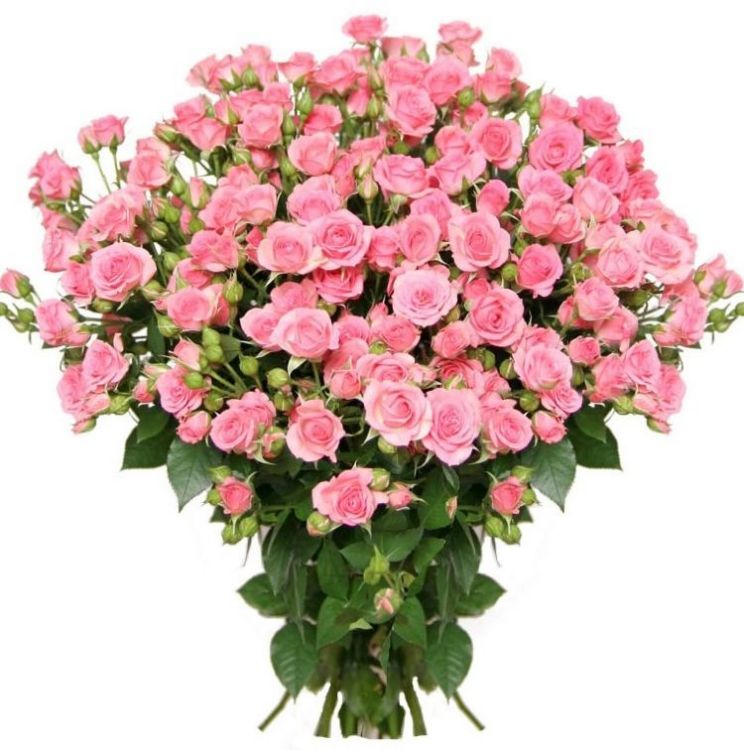 Кустовые розы от 4 100 руб.